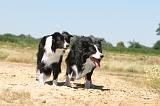 BORDER COLLIE 235